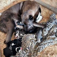 Cuccioli di pastore dell'asia centrale