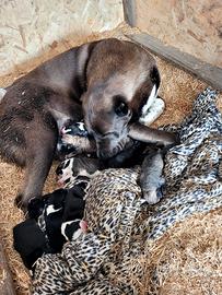 Cuccioli di pastore dell'asia centrale