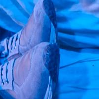 Scarpe Geox