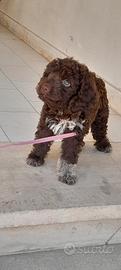 cucciola di Lagotto romagnolo