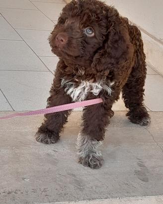 cucciola di Lagotto romagnolo