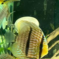 Discus wild heckel