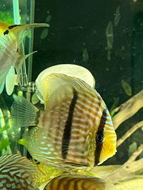 Discus wild heckel