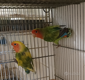 Inseparabili roseicollis giovani