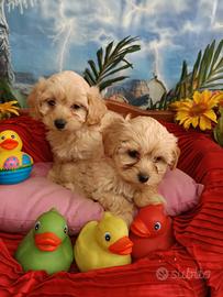 Due Maschietti Cuccioli Maltipoo