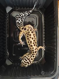 Geco Leopardino Femmina