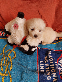 Barboncino toy bianco 60 gg