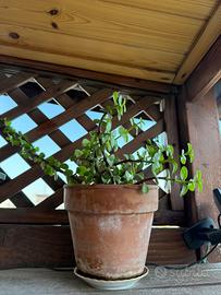 Portulacaria afra bonsai piantina