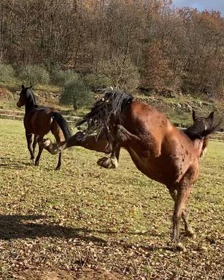 Cavallo