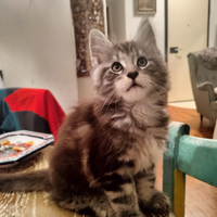 Cuccioli di Maine Coon Magical Giants Pedigree Fif