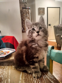 Cuccioli di Maine Coon Magical Giants Pedigree Fif