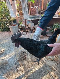 Galli pulcini cemani brahma legbar australorp