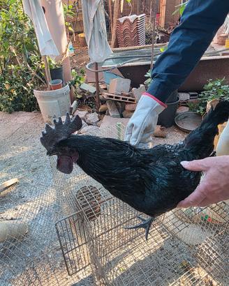 Galli pulcini cemani brahma legbar australorp