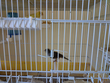 Canarini razza timbrando