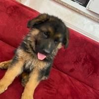 Ultimo maschio con il pedigree