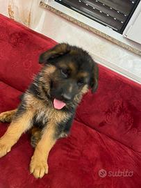 Ultimo maschio con il pedigree