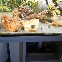 acquario con filtro interno 60 lt con mobile 