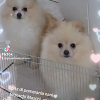 Spitz di pomerania nani tedeschi