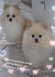 Spitz di pomerania nani tedeschi