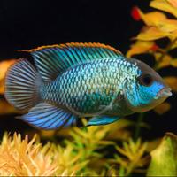 Ciclidi Electric Blue adulti - Andinoaca Pulcher