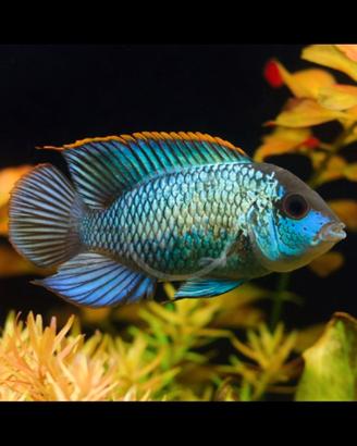 Ciclidi Electric Blue adulti - Andinoaca Pulcher