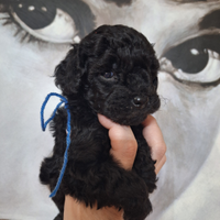 Barboncine toy e mini toy