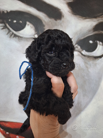 Barboncine toy e mini toy