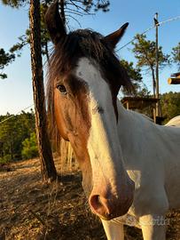 Cavallo da passeggiata