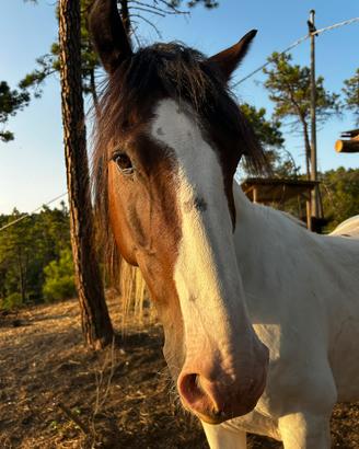 Cavallo da passeggiata
