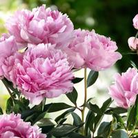 peonia
