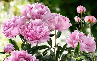 peonia