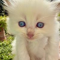 Cucciolo di ragdoll