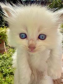Cucciolo di ragdoll