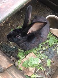 Conigli giganti Pappilon