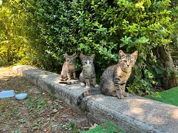 Gattino tigrato maschio