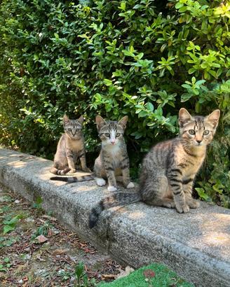 Gattino tigrato maschio