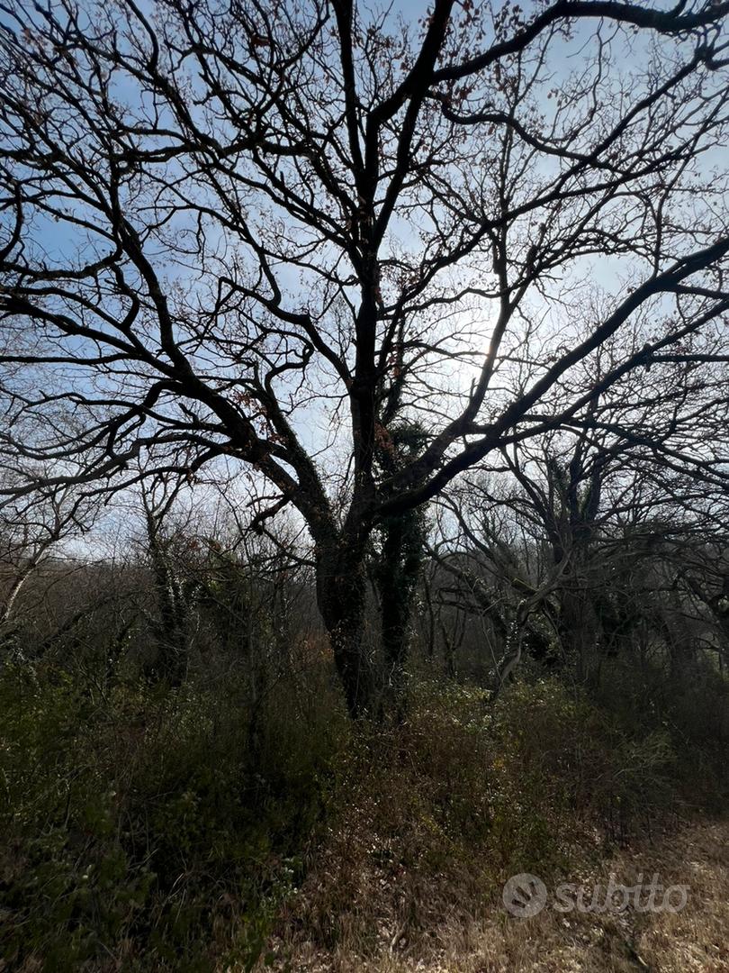 Terreno Boschivo con querce secolari - Vista 5