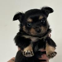 Cucciolo di chihuahua pelo lungo