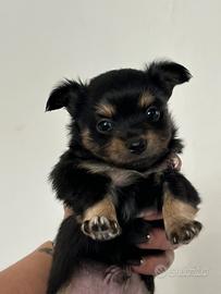 Cucciolo di chihuahua pelo lungo