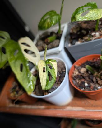 Monstera Adansonii Variegata