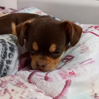 Cucciolo di chihuahua