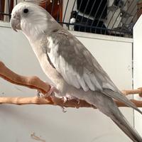 Calopsite pappagallo allevato a mano