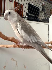 Calopsite pappagallo allevato a mano