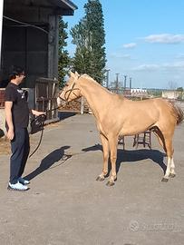 Cavallo paint