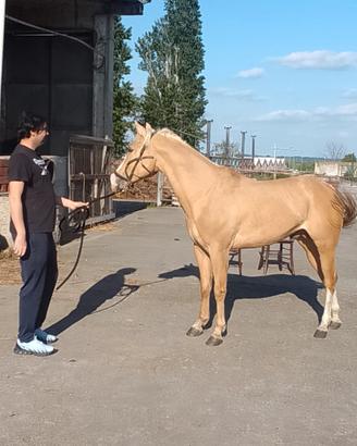 Cavallo paint