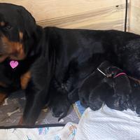 Cuccioli di Rottwailer