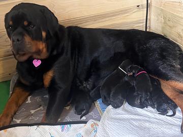 Cuccioli di Rottwailer