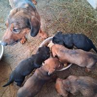 Cuccioli di Bassotto alpino