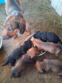 Cuccioli di Bassotto alpino