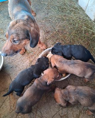 Cuccioli di Bassotto alpino